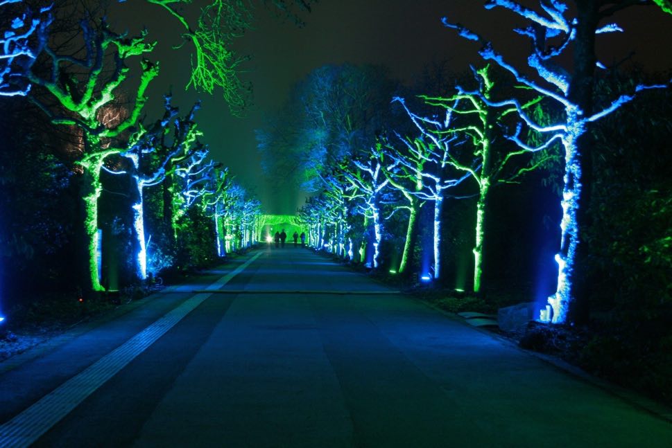 Light display in park