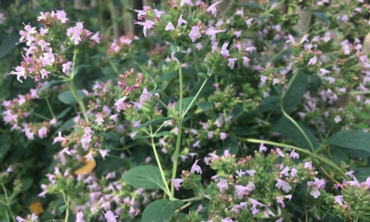 Herbs in garden
