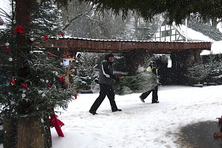 Two guys carrying Christmas tree through snow