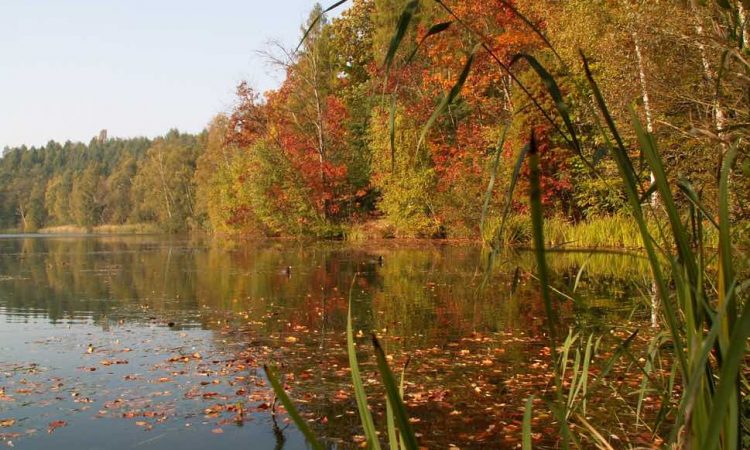 Lake with autumn trees