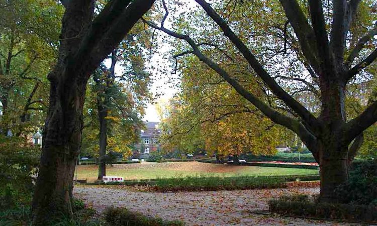 Park landscape with trees