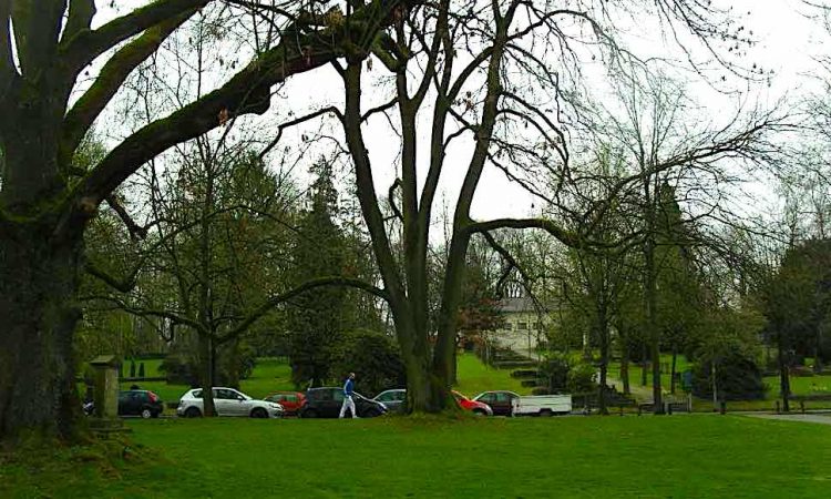 Park landscape with trees