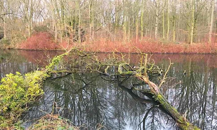 Natural landscape with water