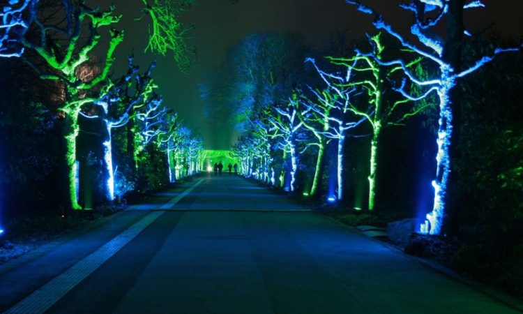 Light display in park