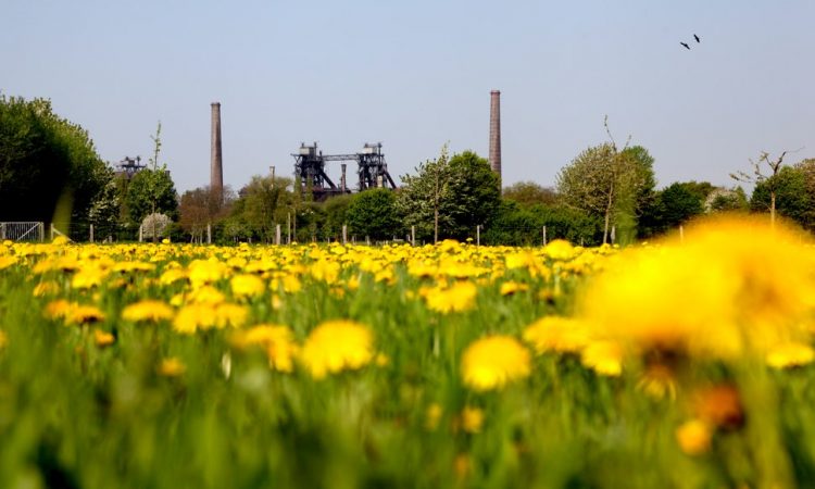Industry and bright flowers